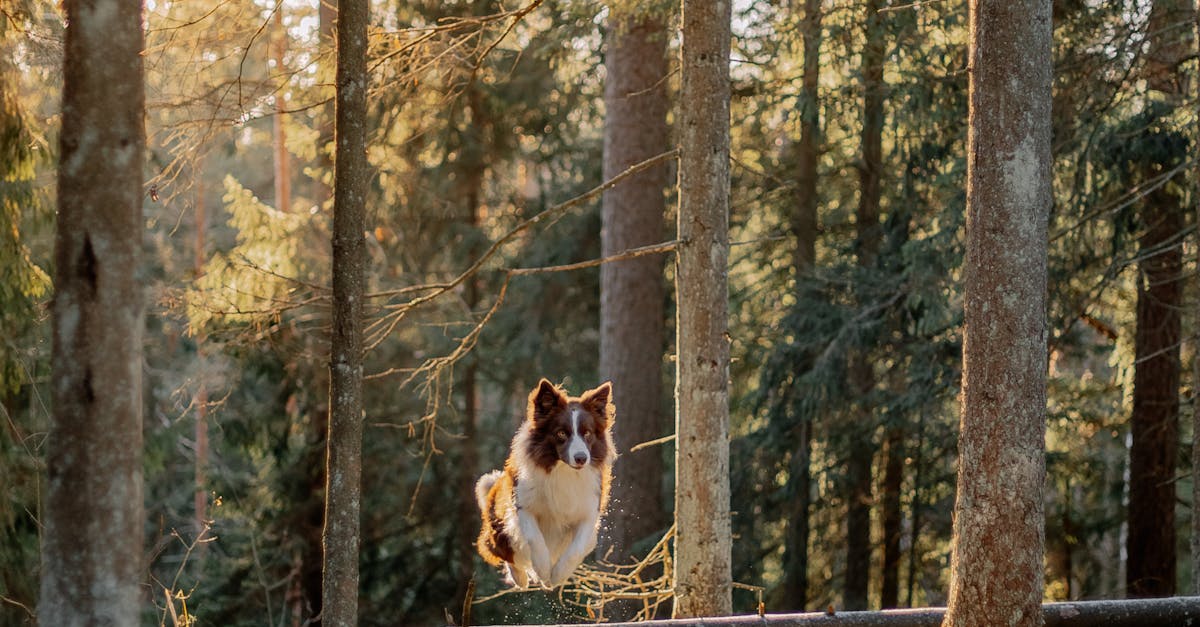 Armidale, New South Wales