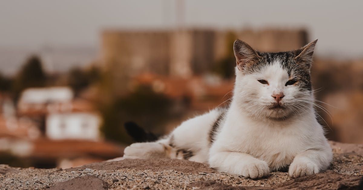 East Maitland, New South Wales