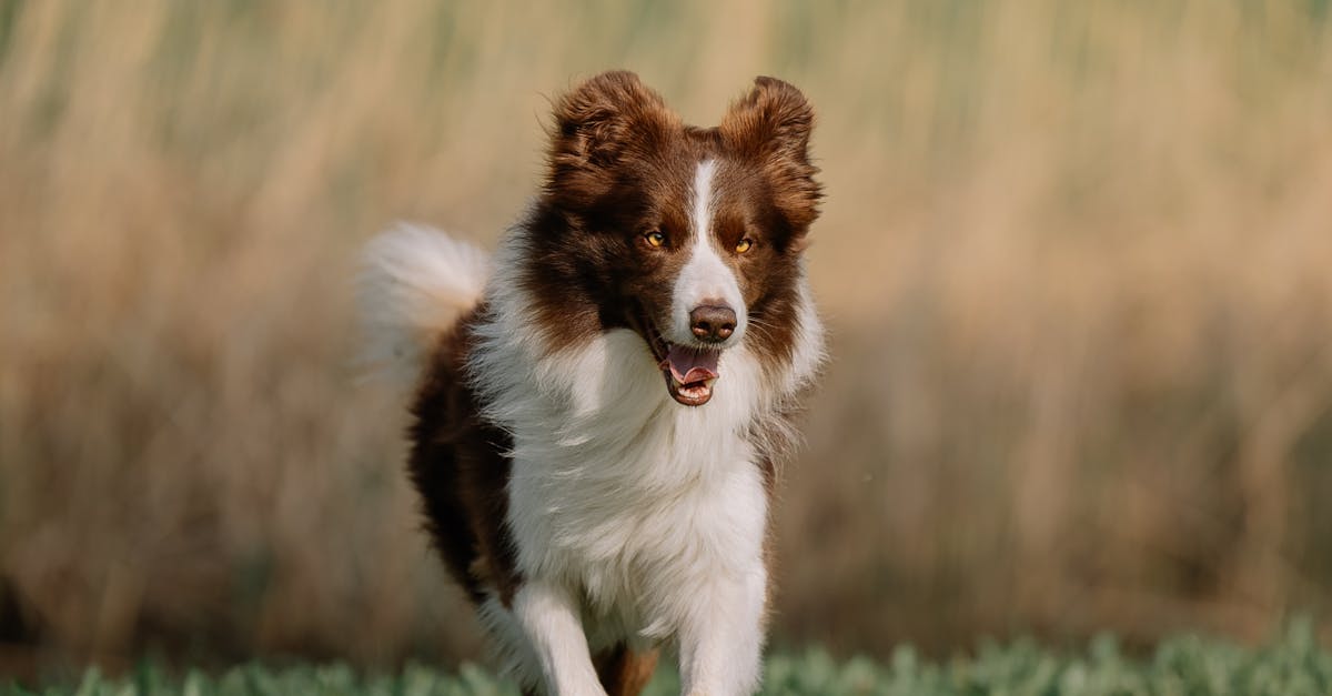 Lavender Bay, New South Wales