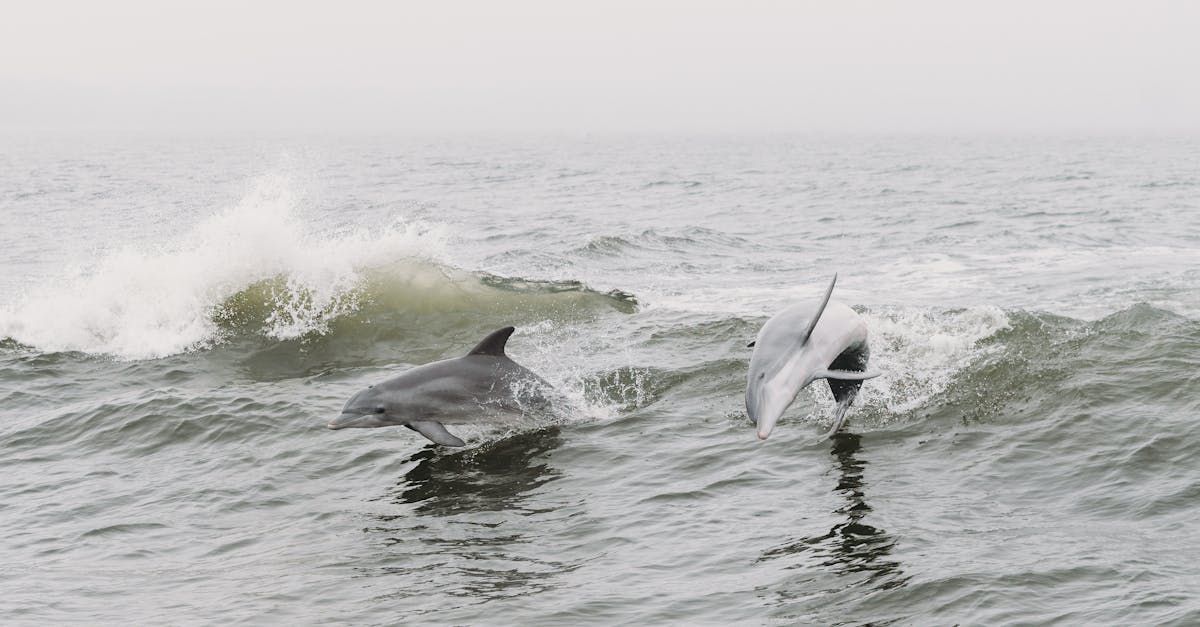 St Marys, New South Wales