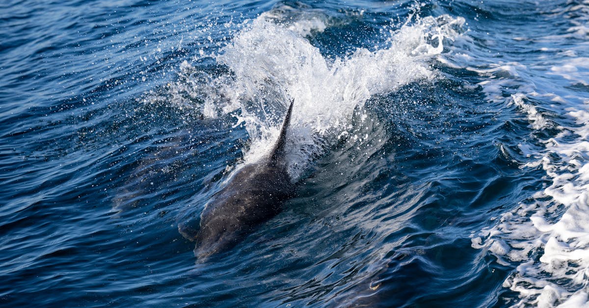 Sydney, New South Wales